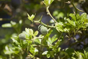 Poncirus trifoliata - 80-100 CM C5 - image 5