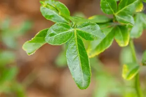 Poncirus trifoliata - SOLITAIR 350-400 CM RB - image 4