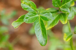 Poncirus trifoliata - 80-100 CM C5 - image 4