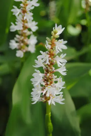 Pontederia cord. 'Alba' - P9