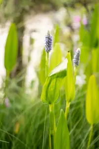 Pontederia cord. 'White Pike' - P9 - image 4