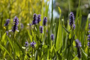 Pontederia cord. 'White Pike' - P9 - image 3