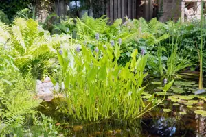 Pontederia cord. 'White Pike' - P9 - image 5