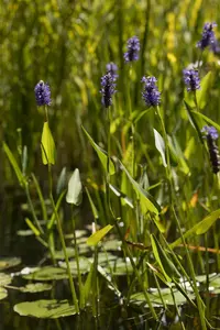 Pontederia cordata - 17 cm aquatic basket - image 2