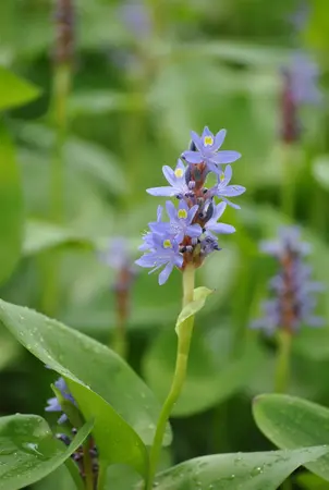 Pontederia cordata - 17 cm aquatic basket - image 1