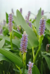 Pontederia lanceolata