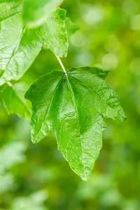Populus alba - STDS 6-8 CM RB - image 1