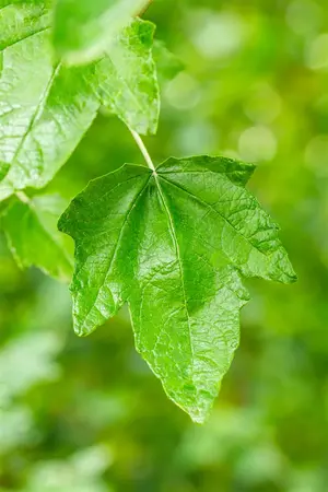 Populus alba - STDS 10-12 CM RB - image 1