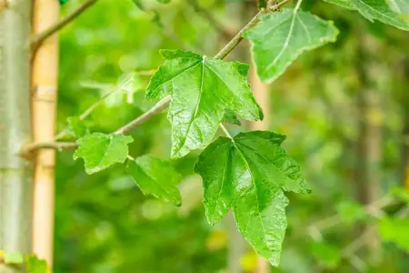 Populus alba - 60-80 CM C2 - image 2