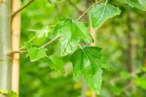 Populus alba - 60-80 CM C2 - image 2