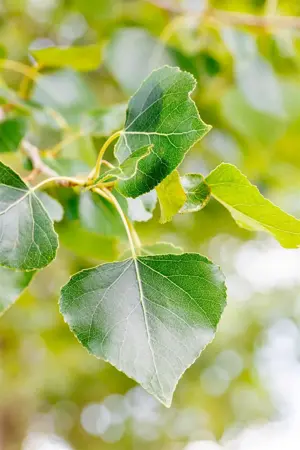 Populus nigra - STDS 10-12 CM RB - image 4
