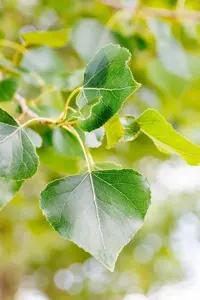 Populus nigra - STDS 14-16 CM RB - image 4