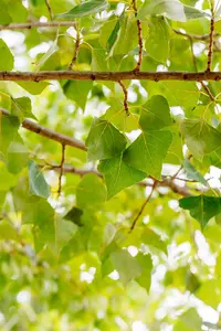 Populus nigra - STDS 12-14 CM CONT - image 2
