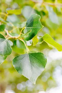 Populus nigra - STDS 12-14 CM CONT - image 4