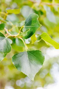 Populus nigra - STD 20-25 CM RB - image 4