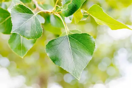 Populus nigra - STDS 12-14 CM RB - image 3