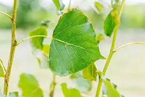 Populus nigra - STDS 14-16 CM RB - image 5