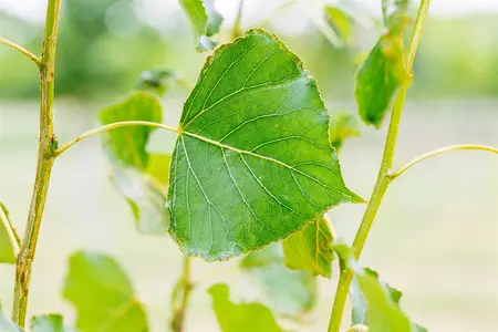 Populus nigra - STDS 12-14 CM CONT - image 5