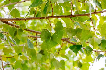 Populus nigra - STD 20-25 CM RB - image 1