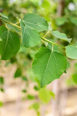 Populus tremula - 1/0 30-50 CM - image 2