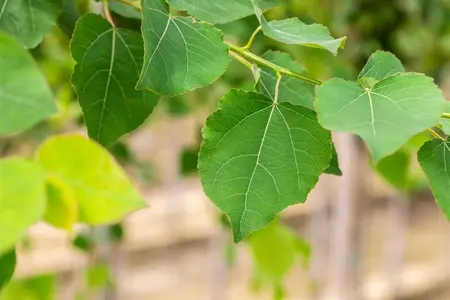 Populus tremula - 1/0 30-50 CM - image 1
