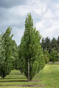 Populus tremula 'Erecta' - STD 10-12 CM FTH. CONT