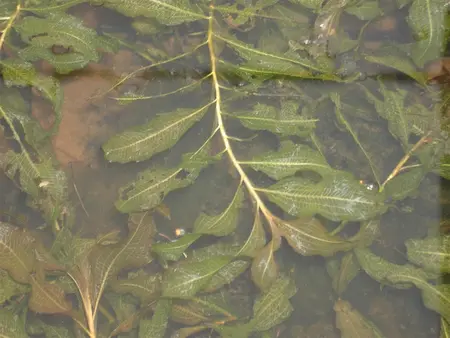 Potamogeton lucens - P9