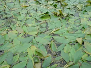 Potamogeton natans - P9 - image 2