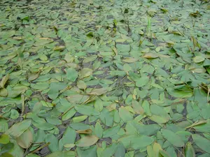 Potamogeton natans - P9 - image 2