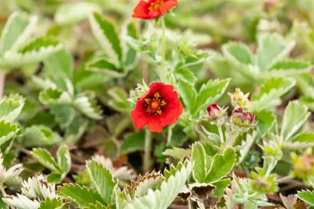 Potentilla atrosanguinea - P9 - image 1