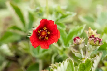 Potentilla atrosanguinea - P11 - image 2