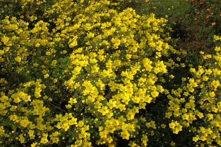 Potentilla aurea - P9