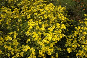Potentilla aurea - P9