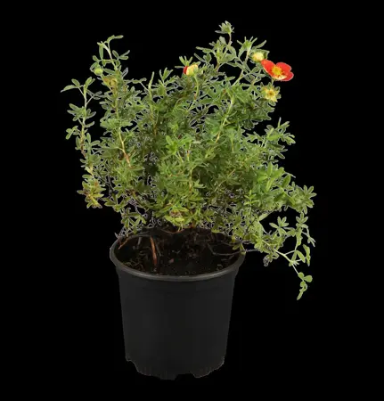 Potentilla 'Emilie' - 2 Ltr pot - image 1