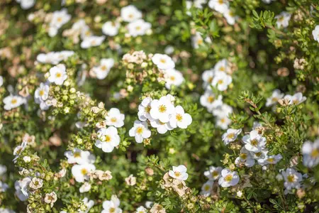 Potentilla f. 'Abbotswood' - 30-40 CM C1.5 - image 1