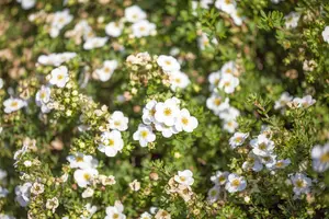 Potentilla f. 'Abbotswood' - 2.5 Ltr pot - image 1