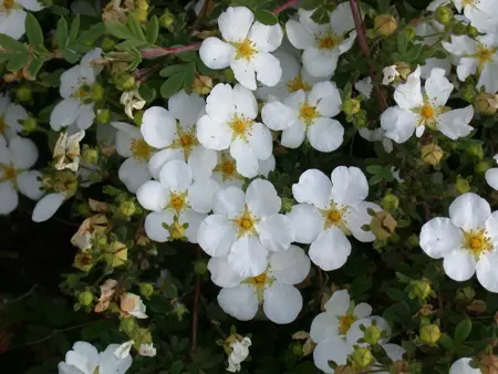 Potentilla f. 'Abbotswood' - 10 Ltr pot - image 3