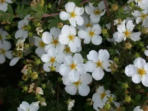 Potentilla f. 'Abbotswood' - 10 Ltr pot - image 3