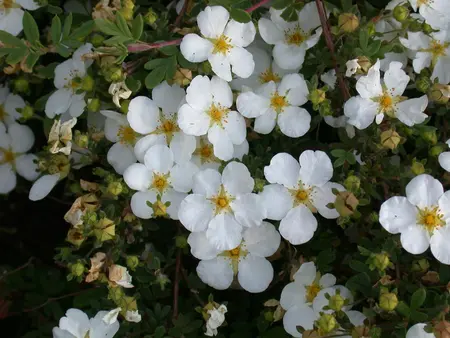 Potentilla f. 'Abbotswood' - 30-40 CM C6 - image 3