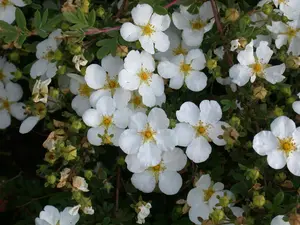 Potentilla f. 'Abbotswood' - 30-40 CM C6 - image 3