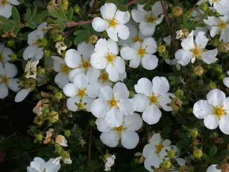 Potentilla f. 'Abbotswood' - 2.5 Ltr pot - image 3