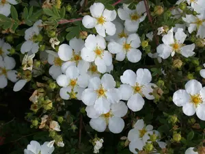 Potentilla f. 'Abbotswood' - 2.5 Ltr pot - image 3