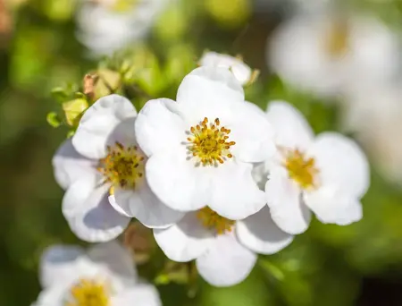 Potentilla f. 'Abbotswood' - 10 Ltr pot - image 2