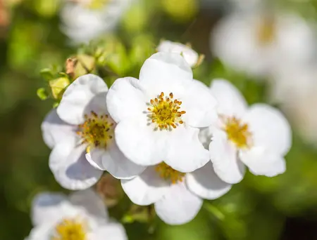 Potentilla f. 'Abbotswood' - 30-40 CM C1.5 - image 2