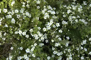 Potentilla f. 'Abbotswood' - 30-40 CM C6 - image 5