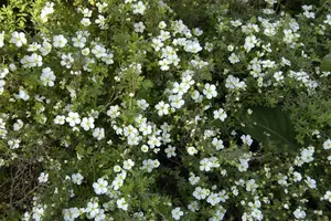 Potentilla f. 'Abbotswood' - 2.5 Ltr pot - image 5