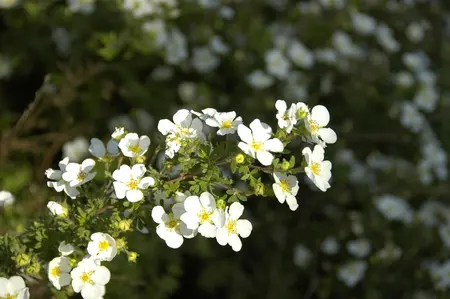 Potentilla f. 'Abbotswood' - P11 - image 4