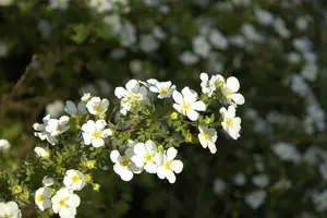 Potentilla f. 'Abbotswood' - P11 - image 4
