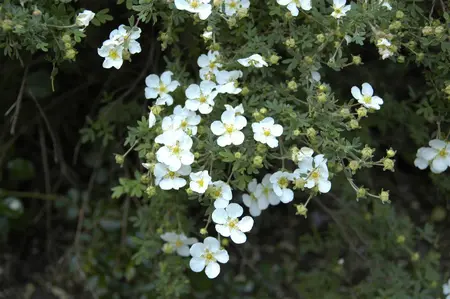 Potentilla f. 'Abbotswood' - P11 - image 5