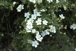 Potentilla f. 'Abbotswood' - P11 - image 5